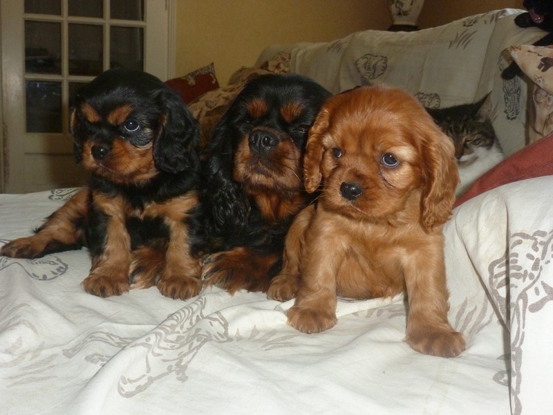 Du puits des sortileges - Cavalier King Charles Spaniel - Portée née le 17/05/2013
