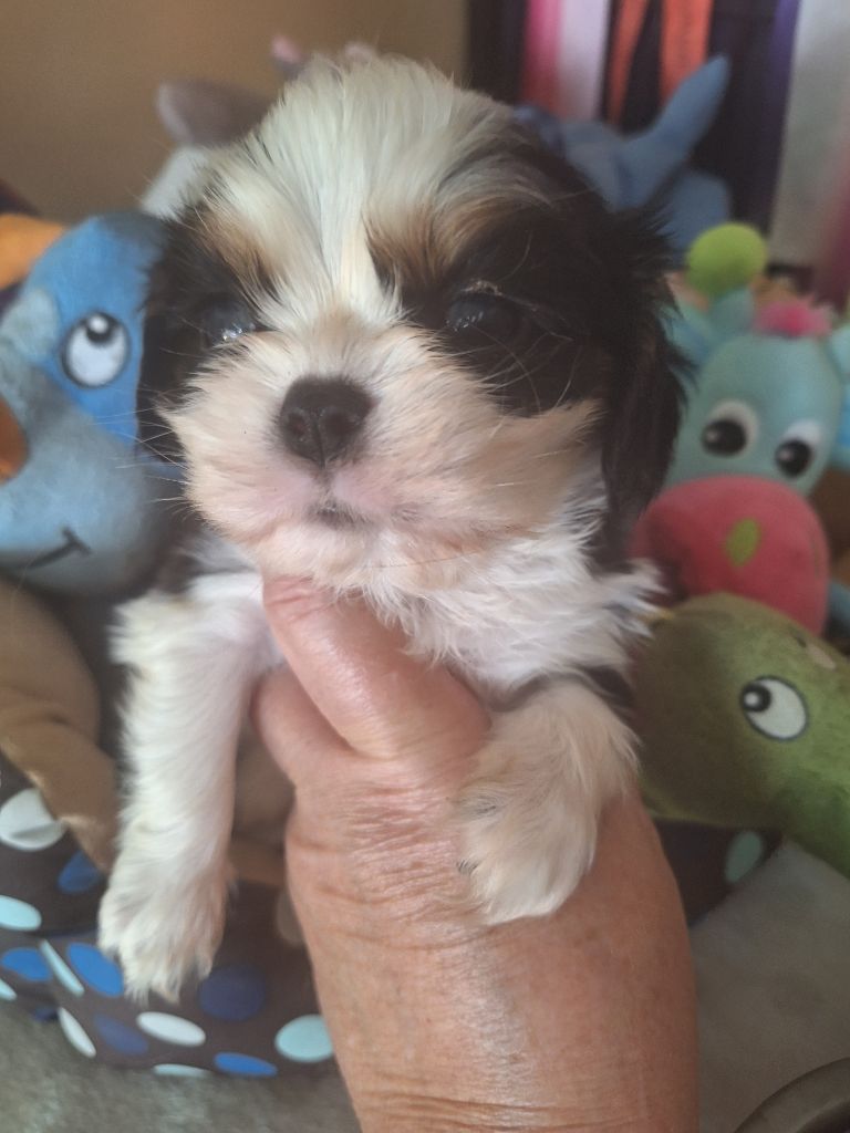 Du puits des sortileges - Chiots disponibles - Cavalier King Charles Spaniel