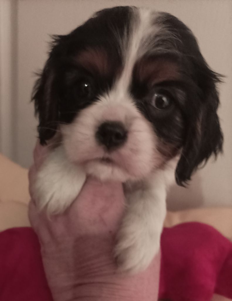 Du puits des sortileges - Chiots disponibles - Cavalier King Charles Spaniel