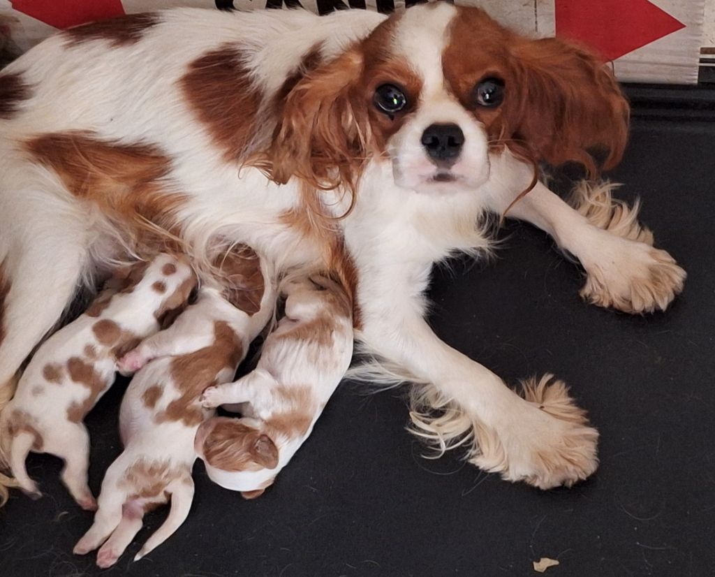 Du puits des sortileges - Cavalier King Charles Spaniel - Portée née le 23/09/2024