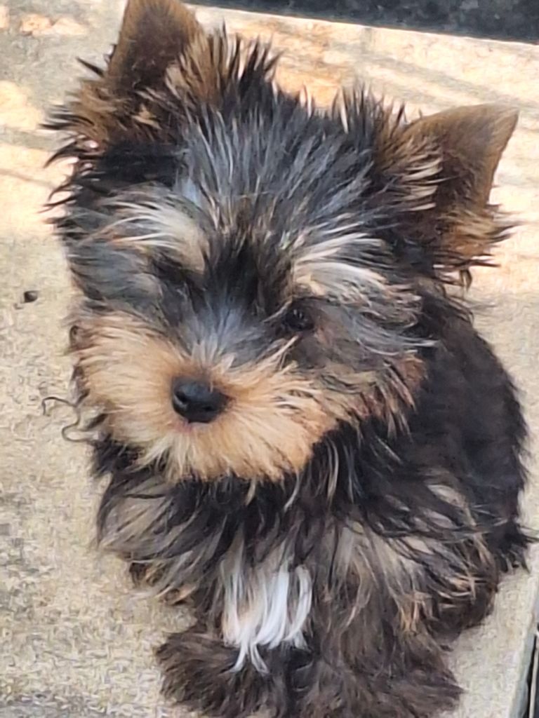 Du puits des sortileges - Chiots disponibles - Yorkshire Terrier