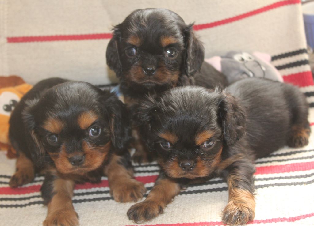 Du puits des sortileges - Cavalier King Charles Spaniel - Portée née le 06/07/2018