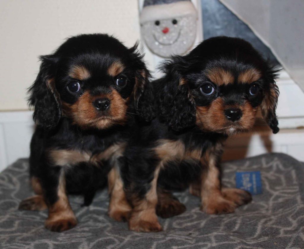 Du puits des sortileges - Cavalier King Charles Spaniel - Portée née le 17/11/2019