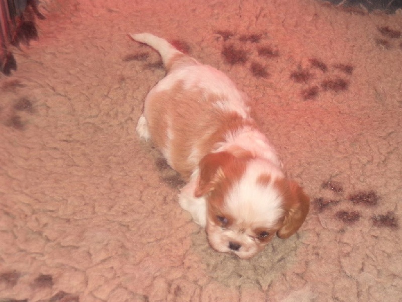 Du puits des sortileges - Cavalier King Charles Spaniel - Portée née le 14/01/2016