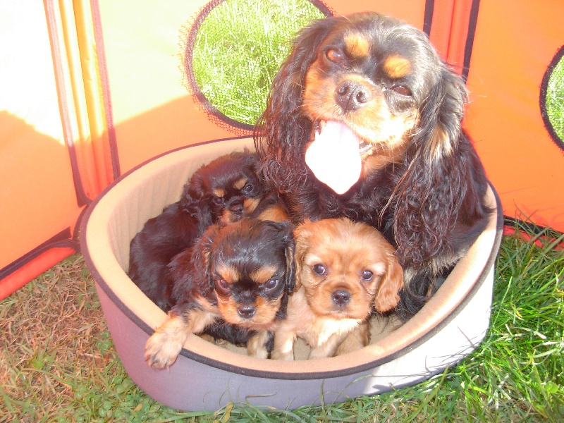 Du puits des sortileges - Cavalier King Charles Spaniel - Portée née le 08/10/2011