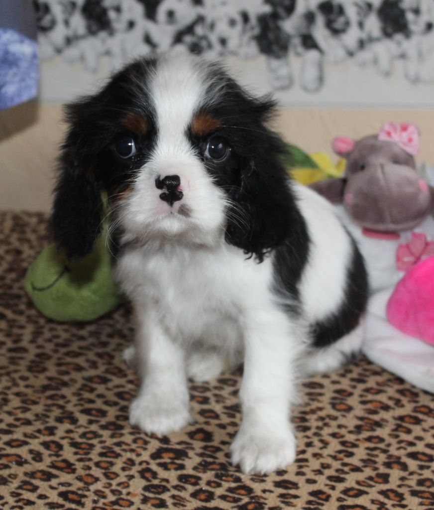 Du puits des sortileges - Cavalier King Charles Spaniel - Portée née le 27/12/2017