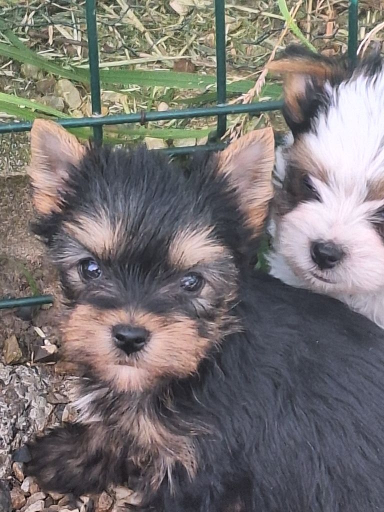 Du puits des sortileges - Chiots disponibles - Yorkshire Terrier