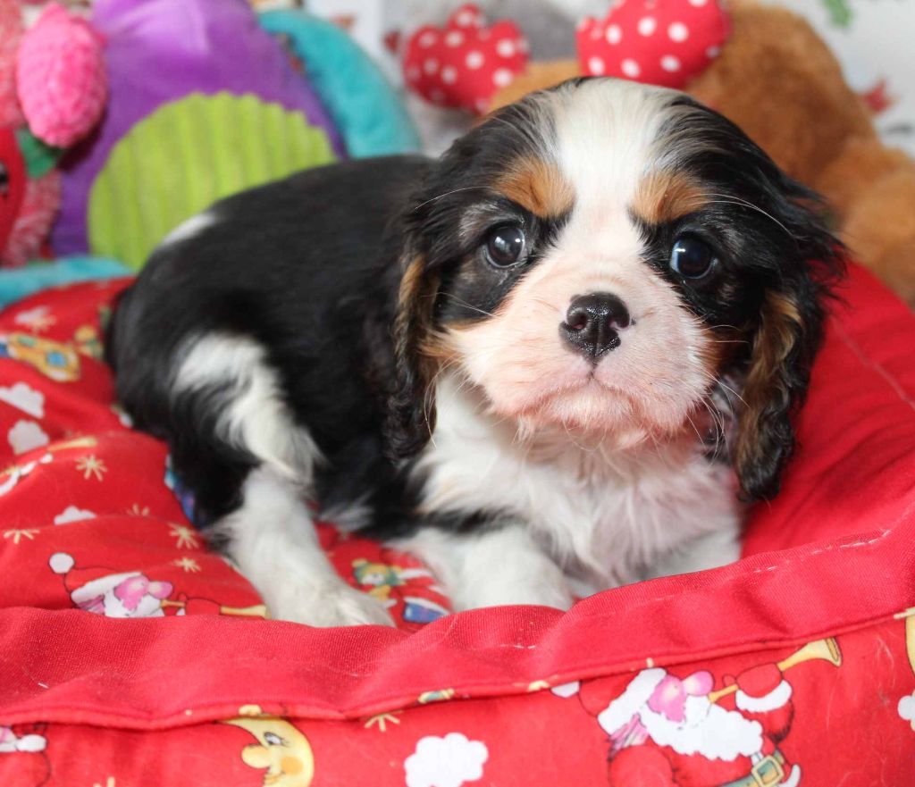 Du puits des sortileges - Cavalier King Charles Spaniel - Portée née le 17/11/2022
