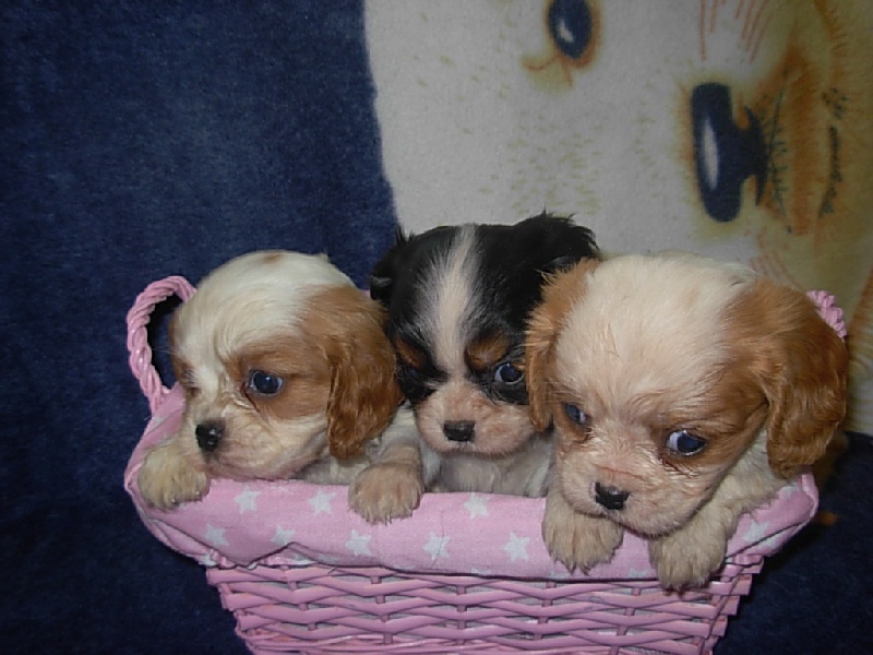 Du puits des sortileges - Cavalier King Charles Spaniel - Portée née le 01/09/2008
