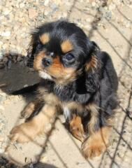 Du puits des sortileges - Cavalier King Charles Spaniel - Portée née le 11/01/2023