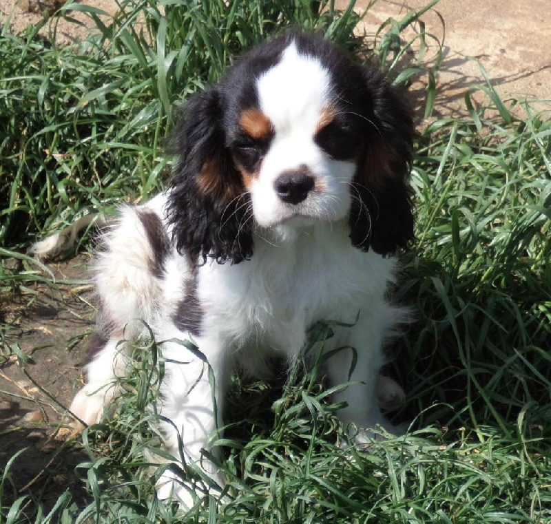 Du puits des sortileges - Cavalier King Charles Spaniel - Portée née le 31/01/2014