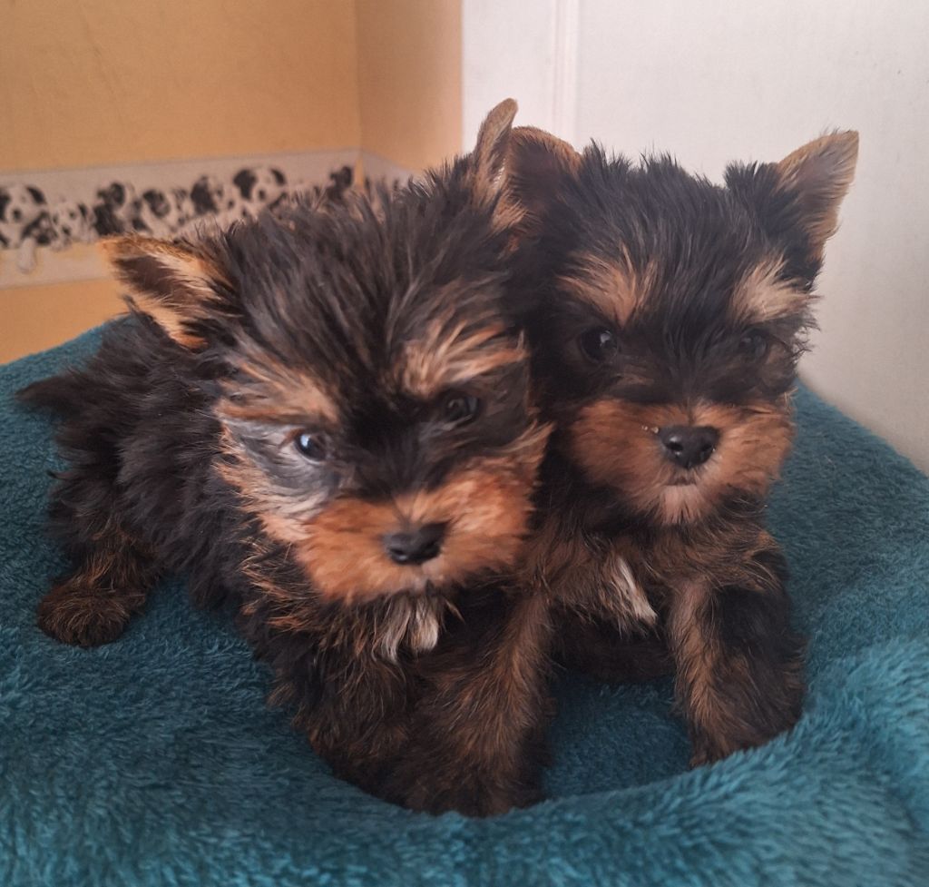 Chiot Yorkshire Terrier Du puits des sortileges