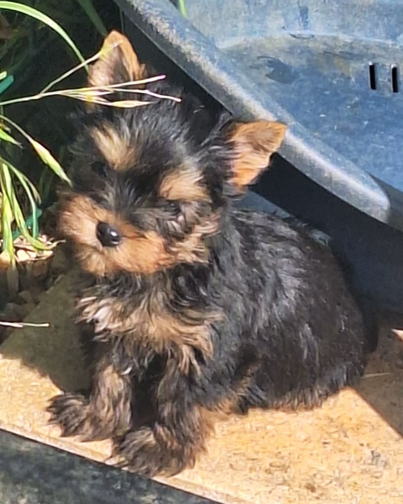 Du puits des sortileges - Chiots disponibles - Yorkshire Terrier
