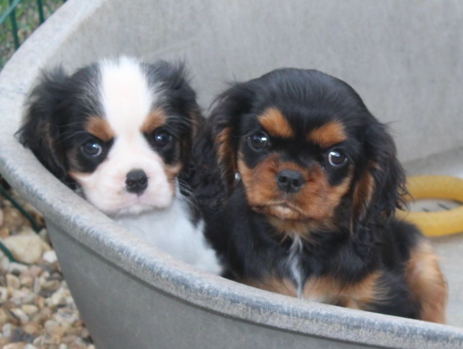 Du puits des sortileges - Cavalier King Charles Spaniel - Portée née le 18/07/2017