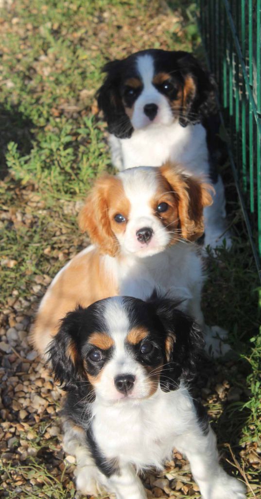 Du puits des sortileges - Cavalier King Charles Spaniel - Portée née le 01/05/2021