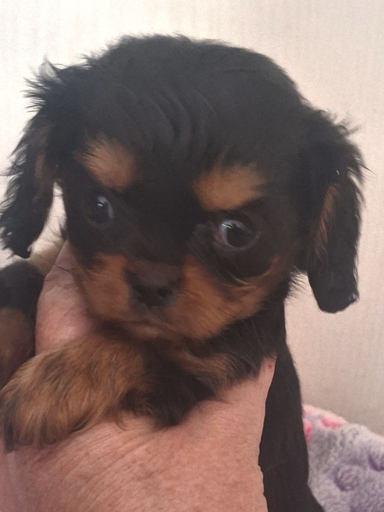 Du puits des sortileges - Chiots disponibles - Cavalier King Charles Spaniel