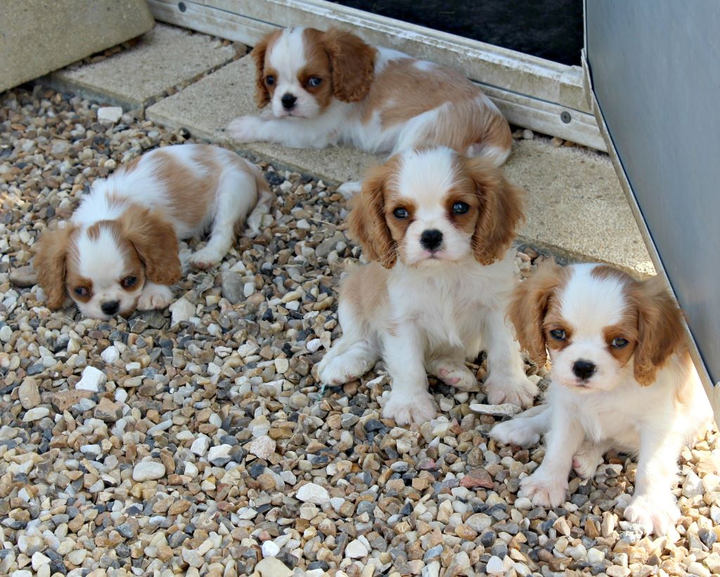 Du puits des sortileges - Cavalier King Charles Spaniel - Portée née le 02/06/2017