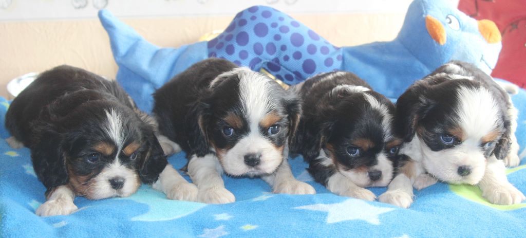 Du puits des sortileges - Cavalier King Charles Spaniel - Portée née le 01/07/2017