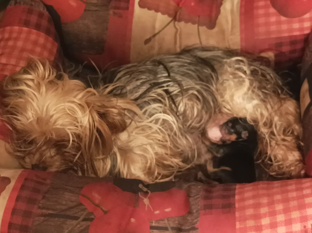 Du puits des sortileges - Chiots disponibles - Yorkshire Terrier