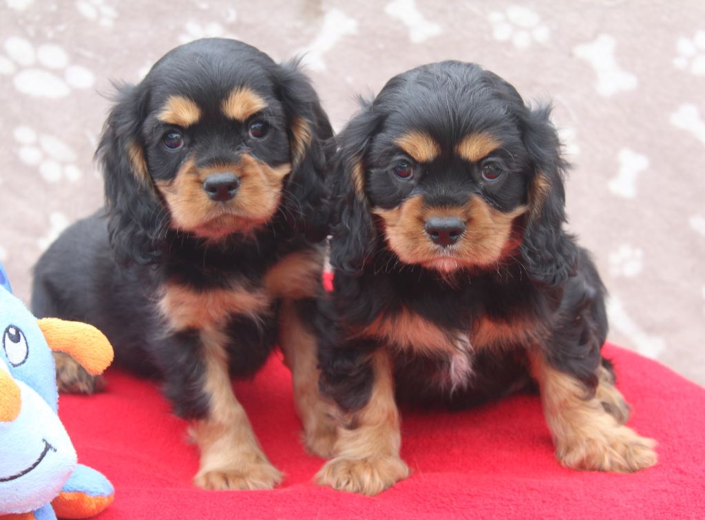 Chiot Cavalier King Charles Spaniel Du puits des sortileges