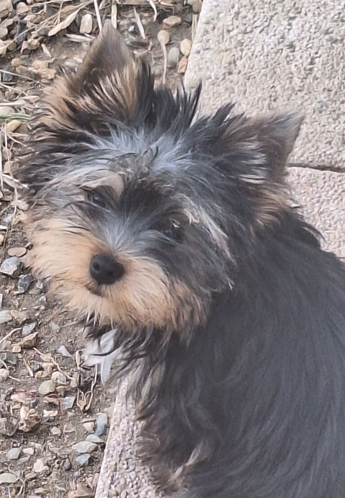 Du puits des sortileges - Chiots disponibles - Yorkshire Terrier