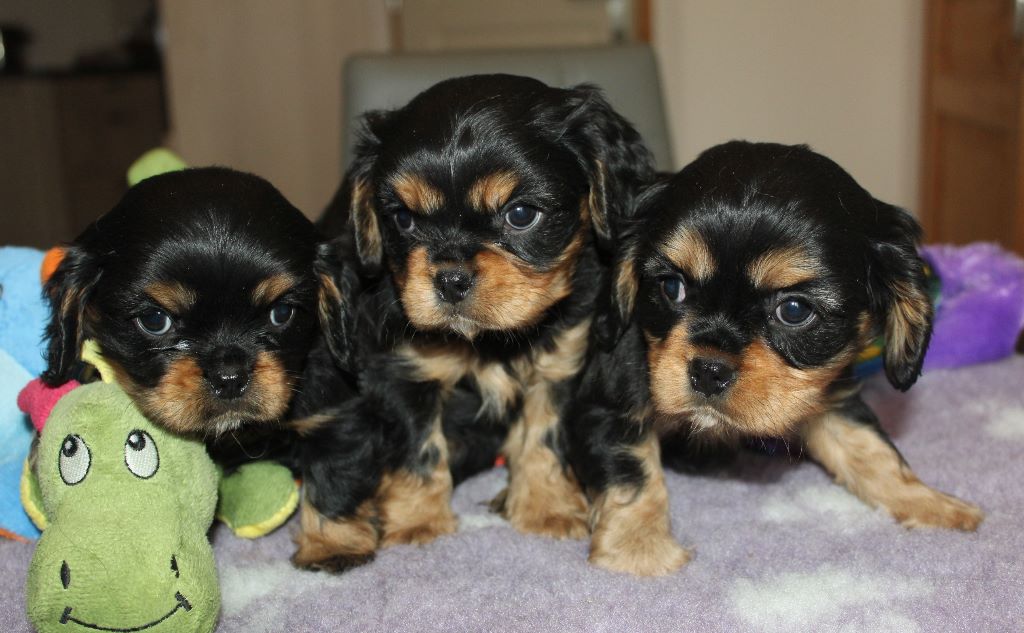 Du puits des sortileges - Cavalier King Charles Spaniel - Portée née le 31/10/2018