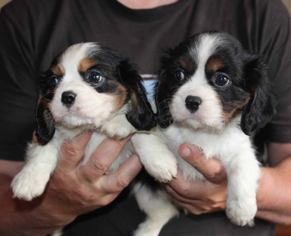 Du puits des sortileges - Cavalier King Charles Spaniel - Portée née le 06/04/2019