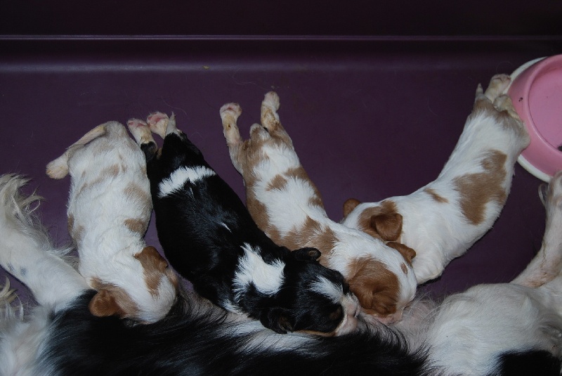 Du puits des sortileges - Cavalier King Charles Spaniel - Portée née le 03/05/2011
