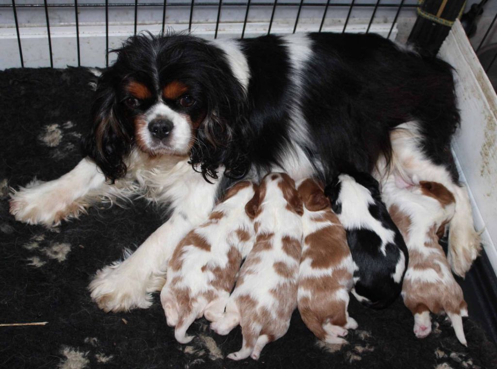 Du puits des sortileges - Cavalier King Charles Spaniel - Portée née le 26/09/2022