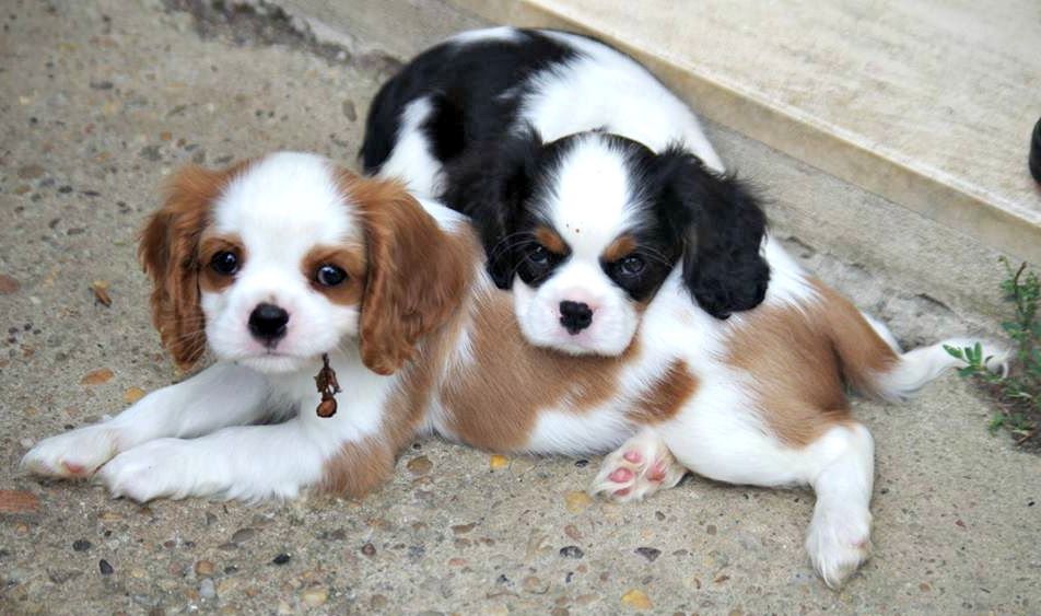 Du puits des sortileges - Cavalier King Charles Spaniel - Portée née le 17/05/2017