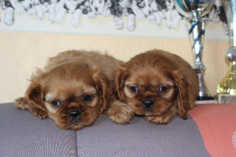 Du puits des sortileges - Cavalier King Charles Spaniel - Portée née le 23/10/2016