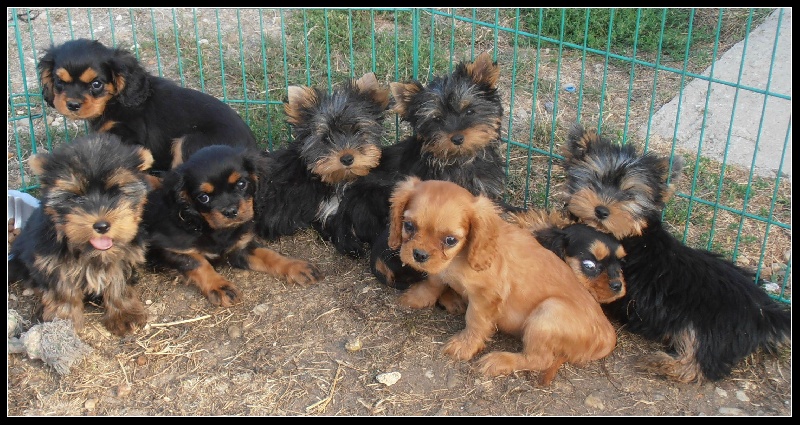 Du puits des sortileges - Yorkshire Terrier - Portée née le 23/06/2012