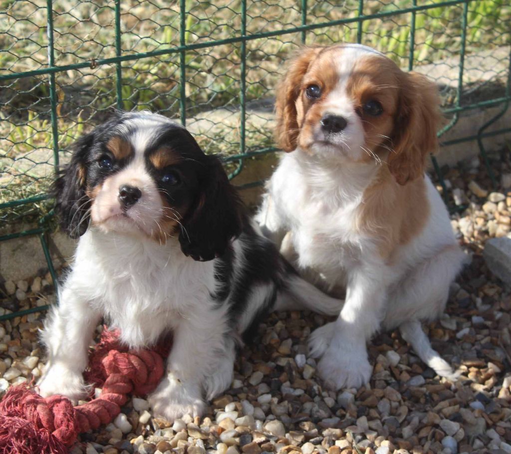 Du puits des sortileges - Cavalier King Charles Spaniel - Portée née le 29/12/2021
