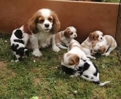 Du puits des sortileges - Cavalier King Charles Spaniel - Portée née le 26/03/2022
