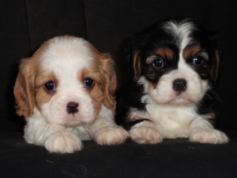Du puits des sortileges - Cavalier King Charles Spaniel - Portée née le 27/06/2014