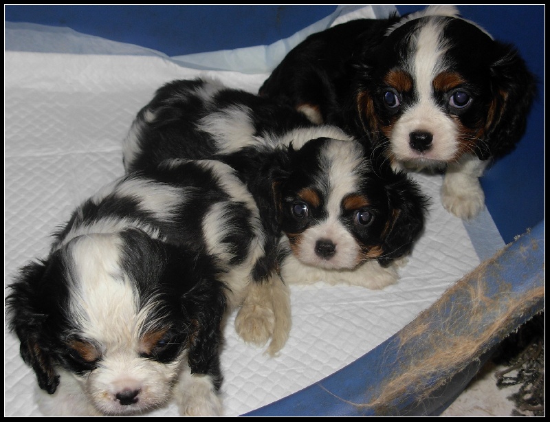 Du puits des sortileges - Cavalier King Charles Spaniel - Portée née le 16/08/2011