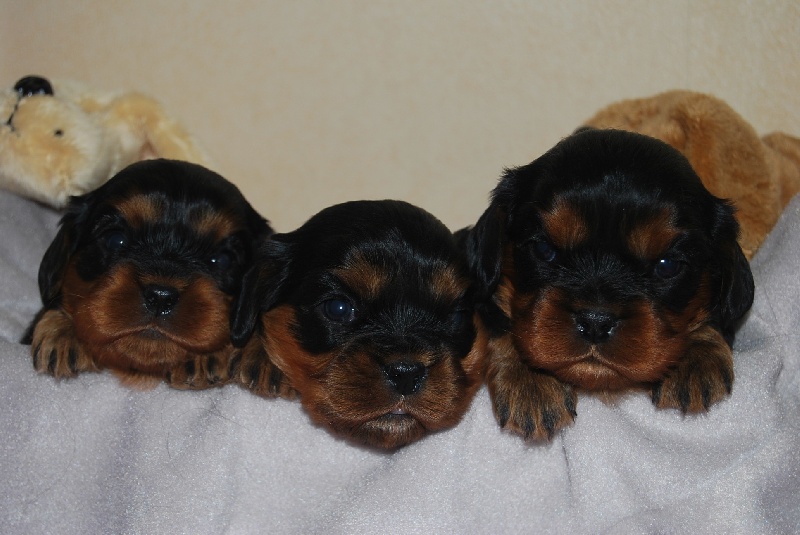Du puits des sortileges - Cavalier King Charles Spaniel - Portée née le 11/02/2012