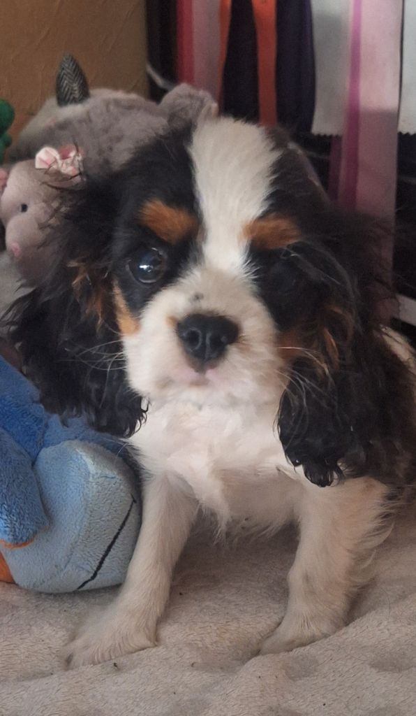 Du puits des sortileges - Chiots disponibles - Cavalier King Charles Spaniel