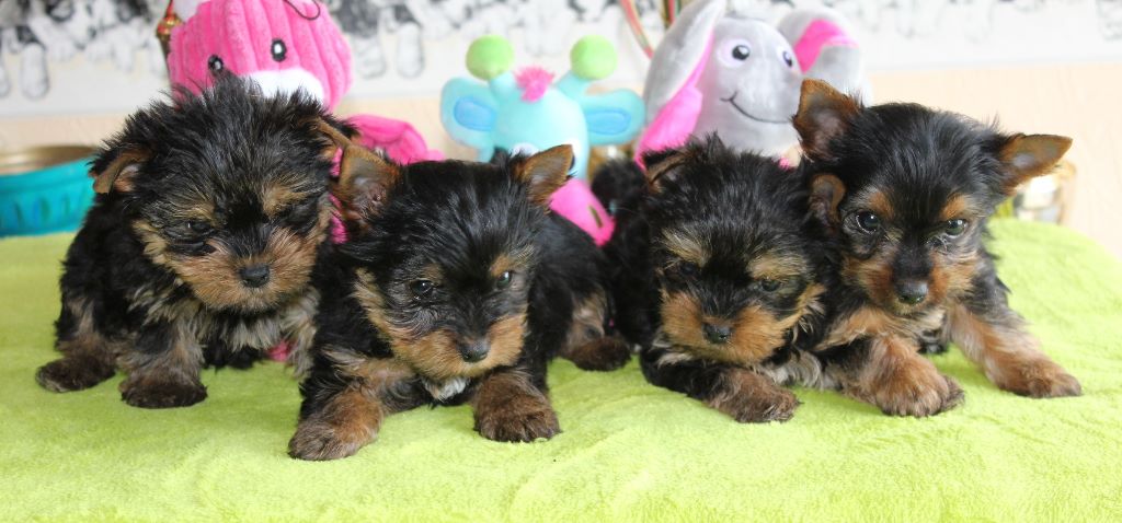 Du puits des sortileges - Yorkshire Terrier - Portée née le 23/09/2017
