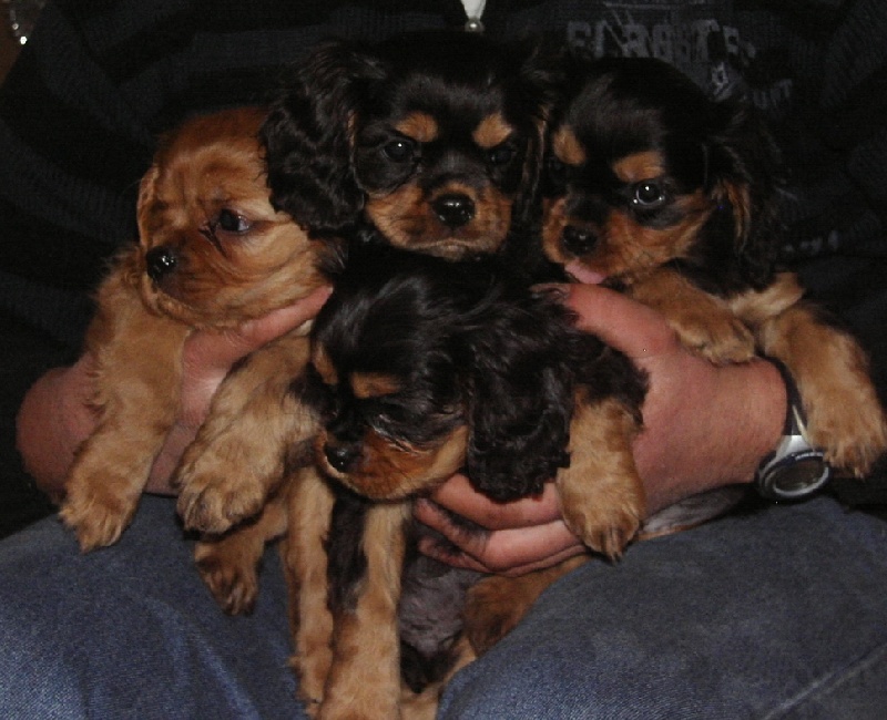 Du puits des sortileges - Cavalier King Charles Spaniel - Portée née le 14/10/2008
