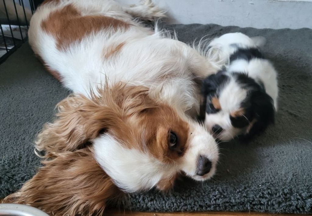Du puits des sortileges - Cavalier King Charles Spaniel - Portée née le 01/12/2023