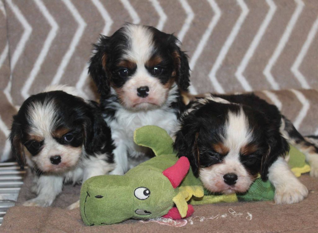 Du puits des sortileges - Cavalier King Charles Spaniel - Portée née le 18/09/2021