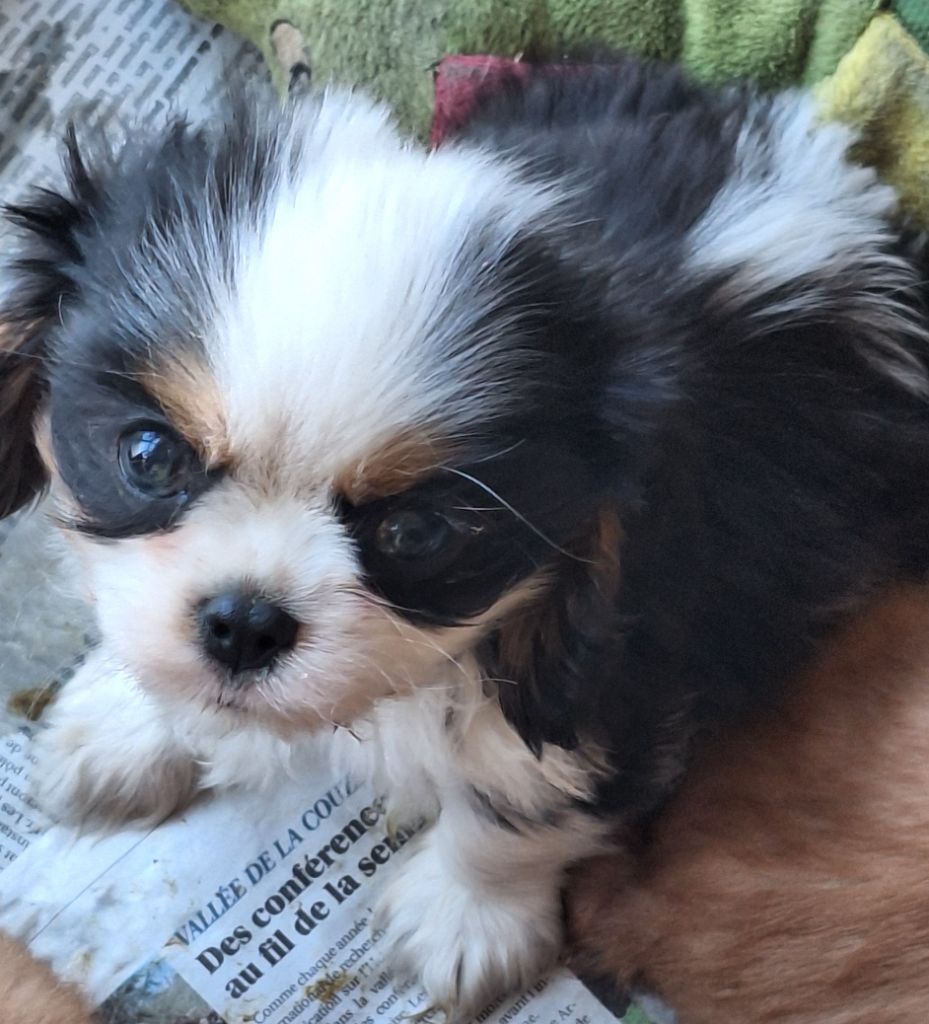 Du puits des sortileges - Chiots disponibles - Cavalier King Charles Spaniel