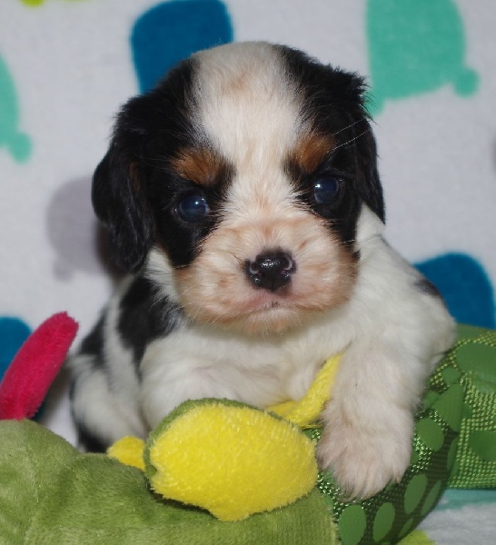 Du puits des sortileges - Cavalier King Charles Spaniel - Portée née le 09/10/2016