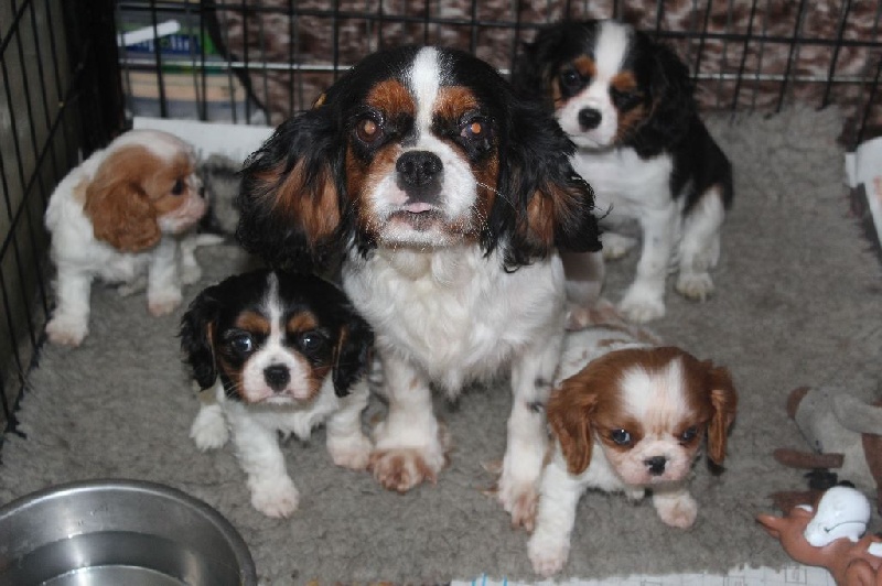 Du puits des sortileges - Cavalier King Charles Spaniel - Portée née le 11/12/2016