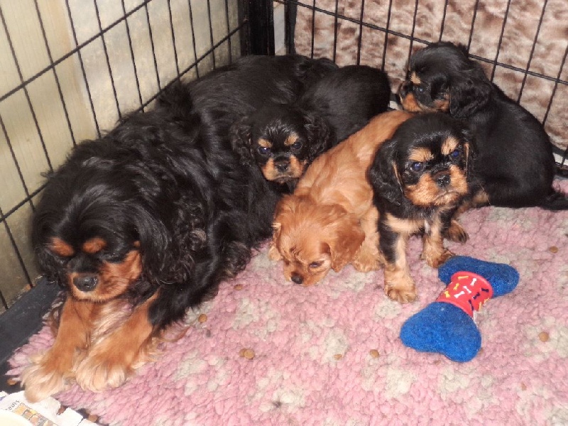Du puits des sortileges - Cavalier King Charles Spaniel - Portée née le 06/04/2016