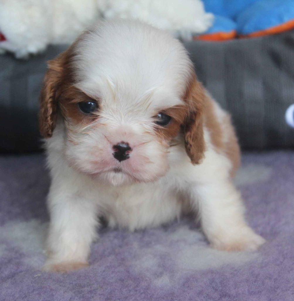 Du puits des sortileges - Cavalier King Charles Spaniel - Portée née le 10/05/2019