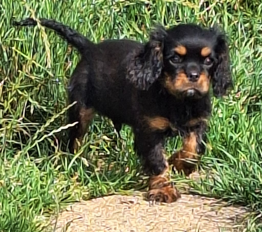 Du puits des sortileges - Cavalier King Charles Spaniel - Portée née le 03/04/2024