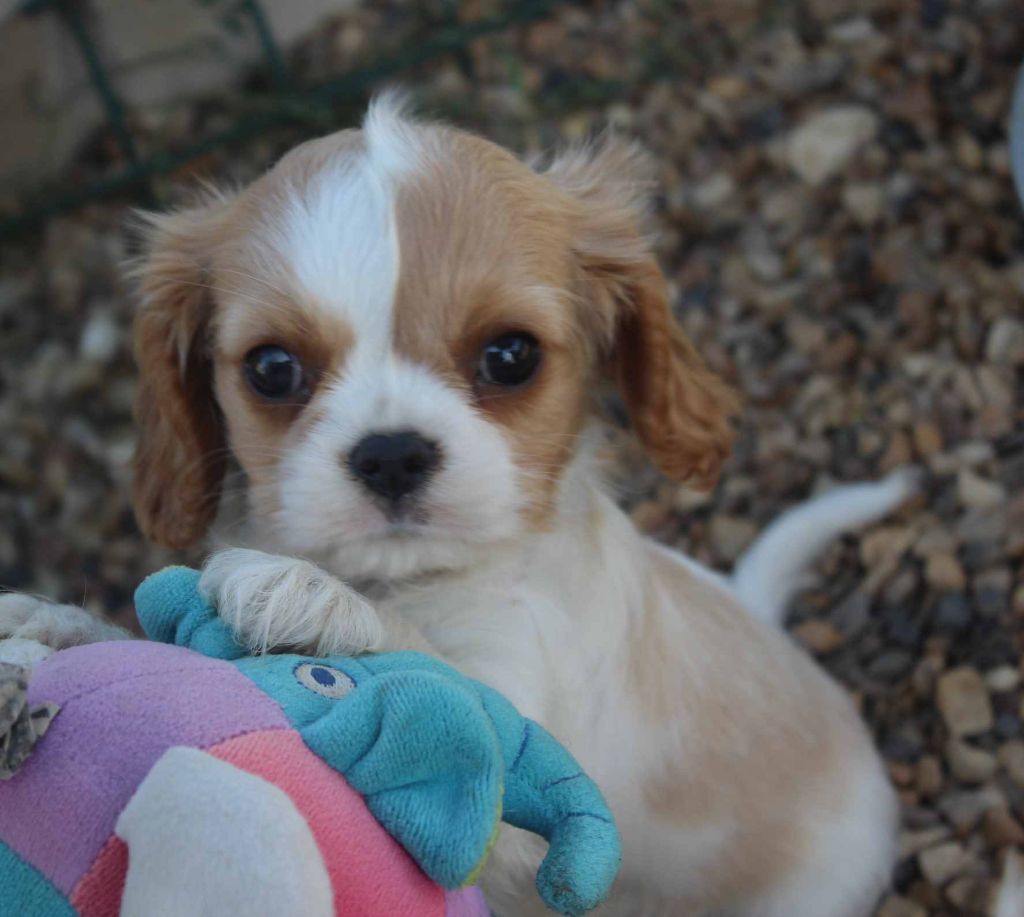 Du puits des sortileges - Cavalier King Charles Spaniel - Portée née le 16/06/2022