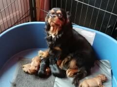 Du puits des sortileges - Cavalier King Charles Spaniel - Portée née le 09/11/2022